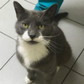 Mr Grey, from All Animal Rescue, Southampton, homed through Cat Chat