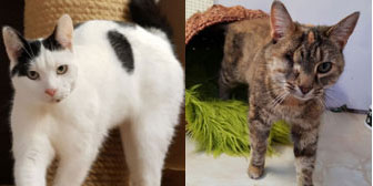 Patrick & Jinx, from Grendon Cat Shelter, Atherstone homed through Cat Chat