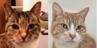 Pearl & River, from 8 Lives Cat Rescue, Sheffield homed through Cat Chat