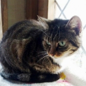 Penny from Maesteg Animal Welfare Society, Bridgend, homed through Cat Chat