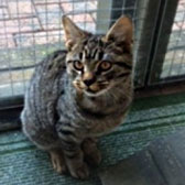 Pixie-Bob, from Star Cat Rescue, Market Rasen, homed through Cat Chat
