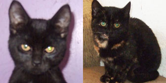 Ricky & Ruby, from Ryedale & Scarborough Cats Welfare, North Yorkshire, homed through Cat Chat