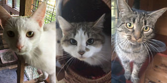 Rod, Lottie & Keira, from Burton Joyce Cat Welfare, Nottingham, homed through Cat Chat