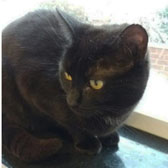Ruby, from Royston Animal Welfare, Barnsley, homed through Cat Chat