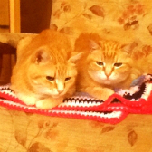 Saffie & Frankie from Glasgow Cats Protection, rehomed through Cat Chat