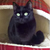 Samie from Burton upon Stather Cat Rescue homed through Cat Chat