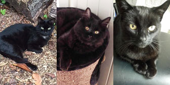 Shelby, Ralph & Ellie, from Burton Joyce Cat Welfare, Nottingham, homed through Cat Chat