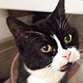 Suzie, from Cramar Cat Rescue, Birmingham, homed through Cat Chat