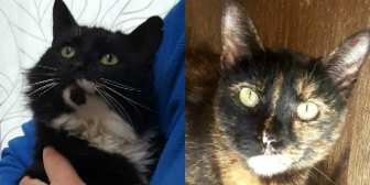 Zara & Ffion from Cat and Kitten rescue, Hertfordshire, homed through Cat Chat