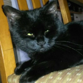 Betty Boo from Cat & Kitten Rescue, Watford, homed through Cat Chat