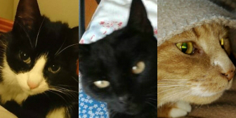 Cassie, Melly & H from Nuneaton Cats in Need, homed through Cat Chat
