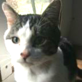 Colin from Burton Joyce Cat Welfare, homed through Cat Chat