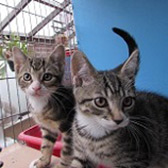 Dave & Cilla from Ann & Bill's Cat & Kitten Rescue, homed through Cat Chat