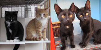 Eric, Jack, George & Harry from Ann & Bill's Cat & Kitten Rescue, homed through Cat Chat