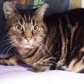 Freddie, from Rolvenden Cat Rescue, East Kent homed through Cat Chat