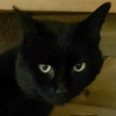 Frog from Rugeley Cats Society, Staffs/West Midlands, homed through Cat Chat