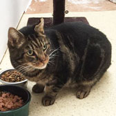 George, from Babs Cats, Swanley, homed through Cat Chat