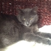 Juno from Grendon Cat Shelter, homed through Cat Chat