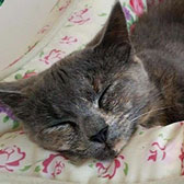 Misty, from Fur & Feathers Animal Sanctuary, Wythall, homed through Cat Chat
