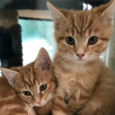 Monty & Bertie from RSPCA Tunbridge Wells & Maidstone, homed through Cat Chat