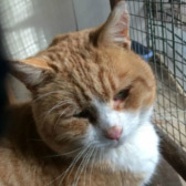 Mr Clifton from Burton Joyce Cat Welfare, Nottingham, homed through Cat Chat