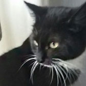 Peggy, from Feline Friends Rehoming, Medway, homed through Cat Chat
