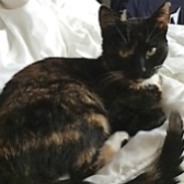 Penny from All Animal Rescue, Southampton, homed through Cat Chat