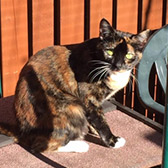 Pixie from Consett Cat Rescue, Co. Durham homed through Cat Chat