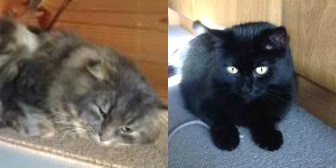 Russell & Carla from Burton Joyce Cat Welfare, Nottingham, homed through Cat Chat