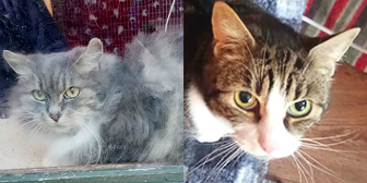 Tia & Toby from Burton Joyce Cat Rescue, Nottingham, homed through Cat Chat
