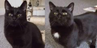 Timmy and Tommy from Kathy's Cat Rescue, Wirral & Chester, homed through Cat Chat