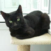 Benji from Thanet Cat Club,Broadstairs, homed through Cat Chat