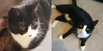 Bob & Flash, from Caring Animal Rescue, Stafford homed through Cat Chat