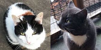 Busy Bee & Bing, from Maesteg Animal Welfare Society, Bridgend homed through Cat Chat