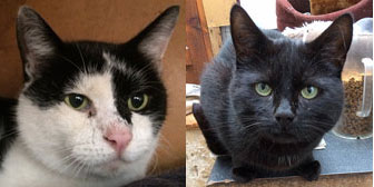 Buttons & Manuel, from Kirkby Cats Home, Nottingham, homed through Cat Chat