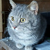 Lynx, from Maesteg Animal Welfare Society, Bridgend, homed through Cat Chat