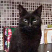 Nala, from Little Cottage Rescue, Luton, homed through Cat Chat