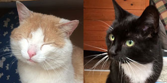 Orlando & Alice, from Kirkby Cats Home, Nottingham, homed through Cat Chat