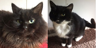 Reg & Sarah, from Burton Joyce Cat Welfare, Nottingham, homed through Cat Chat
