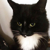Billy, from Burton Joyce Cat Welfare, Nottingham, homed through Cat Chat