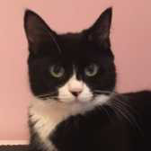 Dolly, from HappyCats Rescue, Bordon, homed through Cat Chat
