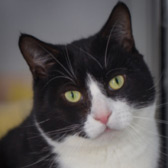 Flint from Crescent Cat Rescue, Tendring, homed through Cat Chat