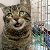 Frankie from Cats Protection Gateshead & Newcastle branch, homed through Cat Chat