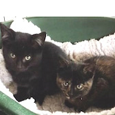 Freddy & Boo from Yorkshire Animal Shelter, homed through Cat Chat