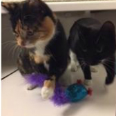 Jessie and Tilly from Aylesbury Cat Rescue, homed through Cat Chat