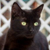 Jessie from Crescent Cat Rescue, Tendring, Essex, homed through Cat Chat