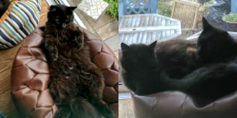 Kahzia, Eywa & Nehtiri from Cat Action Trust 1977 Doncaster South, rehomed through Cat Chat
