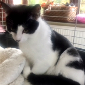 Kieran from Cramar Cat Rescue, Birmingham, homed through Cat Chat