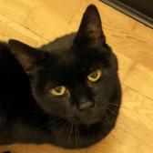 Larry from Stokey Cats... and dogs, Hackney, homed through Cat Chat