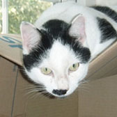Milo, from Cats In Distress, Frome, homed through Cat Chat